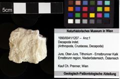 Foto (Objket + Etiketten) von Decapoda indet. 